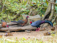 Cat Tien National Park
